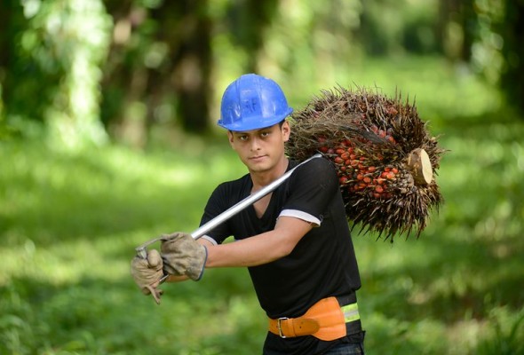 palm-oil-farmer-in-honduras.jpg