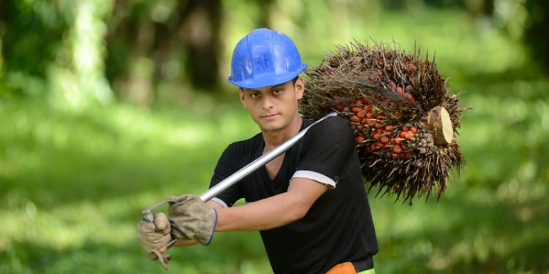 palm-oil-farmer-in-honduras.jpg